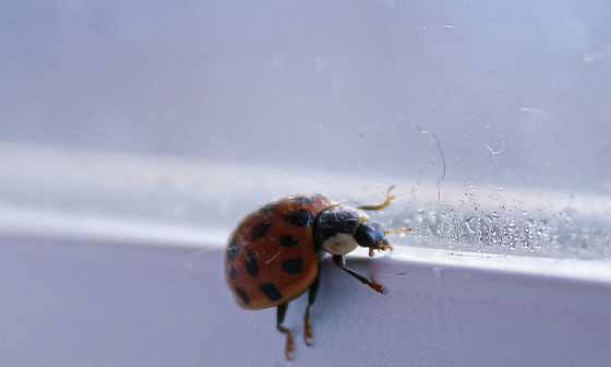 Локальна обробка від шкідників